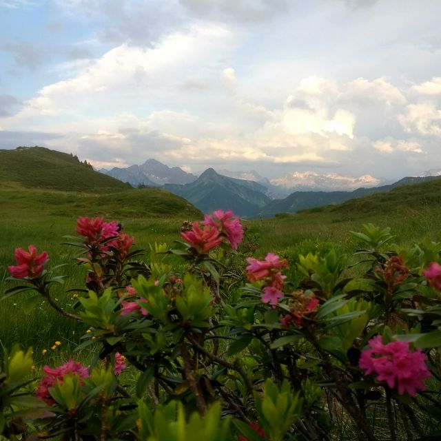 Alpenrose Zafernhorn