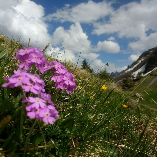 Blumen Damüls