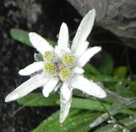 Edelweiss Damuels Ortsbus