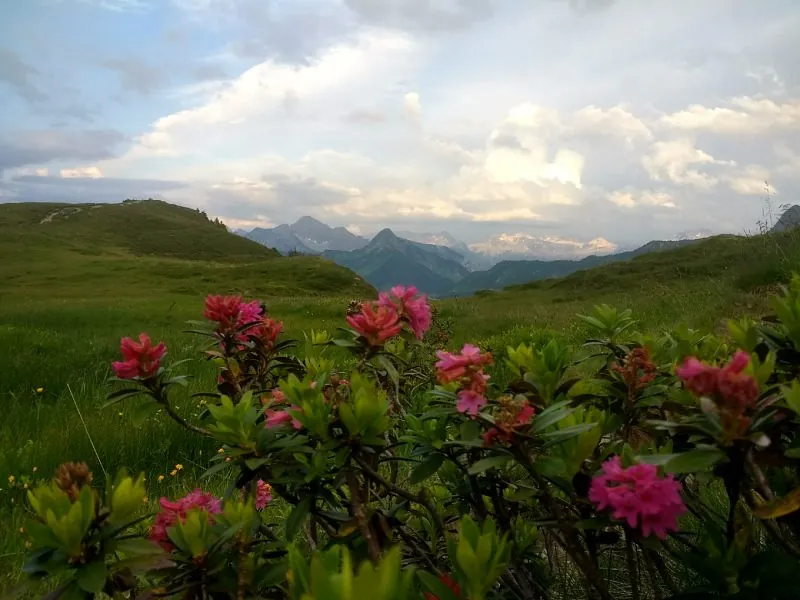 Alpenrosen Damüls Sommer