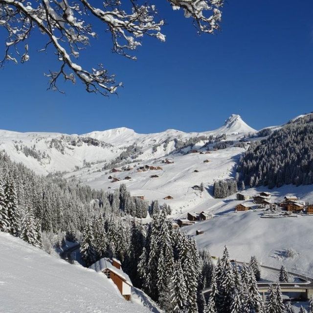 Mittagspitze Damüls Edelweiss